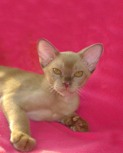 Бурманские котята 